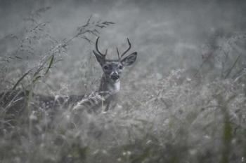Foggy Morning Buck | Obraz na stenu