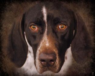 German Shorthaired Pointer Portrait | Obraz na stenu