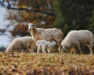 Giving Nourishment Sheep | Obraz na stenu