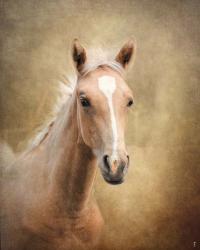 Golden Girl Palomino Horse | Obraz na stenu