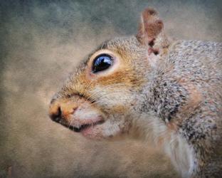Gray Squirrel Portrait | Obraz na stenu