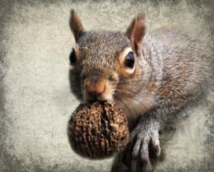 Gray Squirrel With Nut | Obraz na stenu