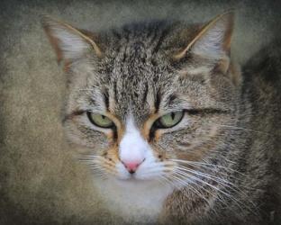 Gray Tabby Cat Portrait | Obraz na stenu