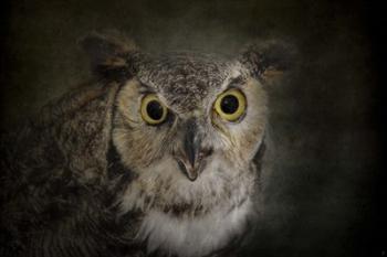 Great Horned Owl | Obraz na stenu