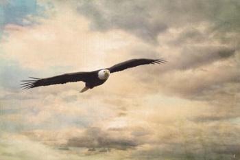 High Flyer Bald Eagle | Obraz na stenu