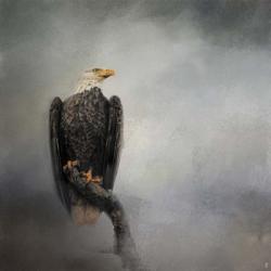 High Perch Bald Eagle | Obraz na stenu