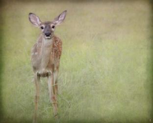 Listening Ears White Tailed Fawn | Obraz na stenu