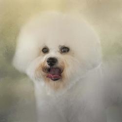 Little Cotton Ball Bichon Frise | Obraz na stenu