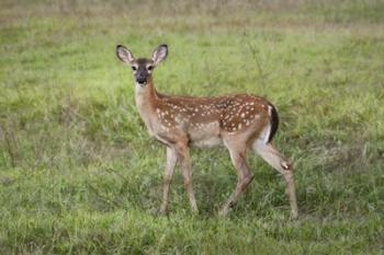 Little Spotted Fawn | Obraz na stenu