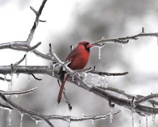 Male Cardinal Braving The Cold | Obraz na stenu