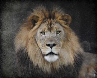 Male Lion Portrait 1 | Obraz na stenu