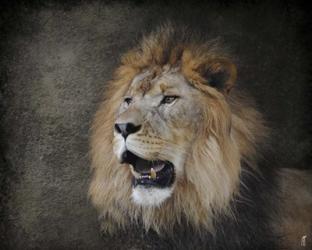 Male Lion Portrait 2 | Obraz na stenu