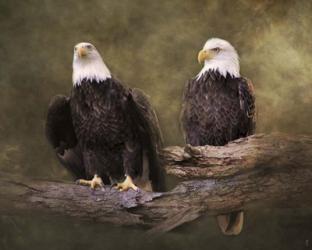 Mates Bald Eagle Pair | Obraz na stenu