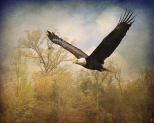 Monarch Of The Skies Bald Eagle | Obraz na stenu