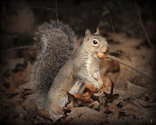 More Than You Can Chew Squirrel | Obraz na stenu