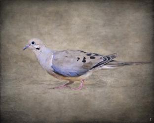 Mourning Dove Portrait | Obraz na stenu