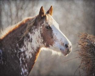 No Sharing Horse | Obraz na stenu