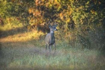 October Buck | Obraz na stenu