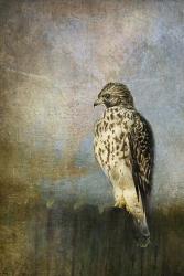 On The Fence Red Shouldered Hawk | Obraz na stenu