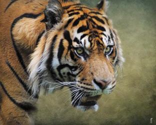 On The Prowl Bengal Tiger | Obraz na stenu