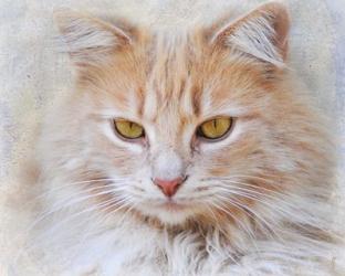Orange Tabby Cat Portrait | Obraz na stenu