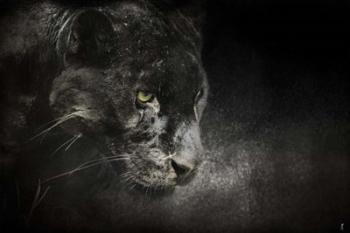 Out Of The Shadows Black Leopard | Obraz na stenu