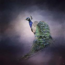 Peacock 11 | Obraz na stenu