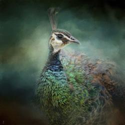 Peacock 12 | Obraz na stenu