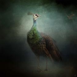 Peacock 2 | Obraz na stenu