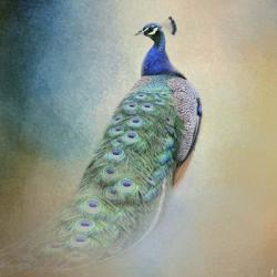 Peacock 4 | Obraz na stenu