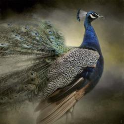 Peacock 5 | Obraz na stenu