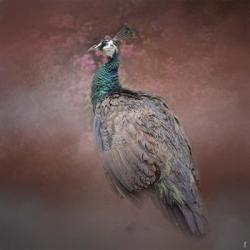 Peacock 7 | Obraz na stenu