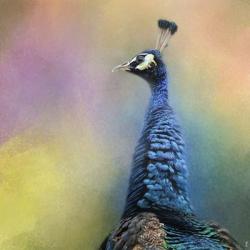 Peacock 8 | Obraz na stenu
