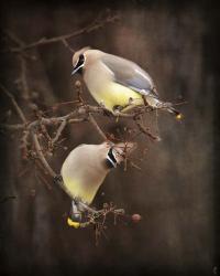 Peek A Boo Cedar Waxwings | Obraz na stenu