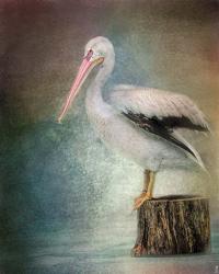 Perched Pelican | Obraz na stenu
