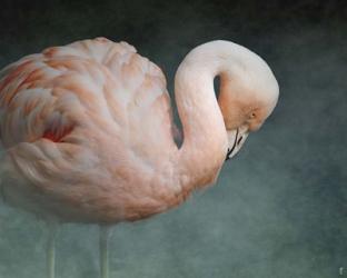 Pink Flamingo 2 | Obraz na stenu