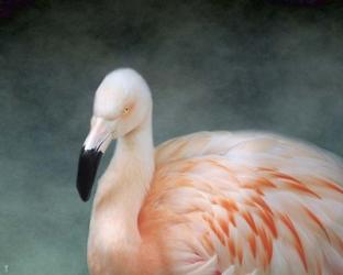 Pink flamingo 3 | Obraz na stenu