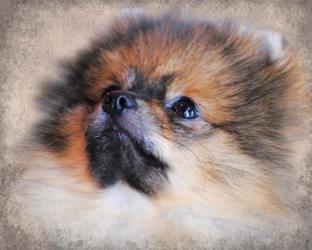 Pomeranian Portrait | Obraz na stenu