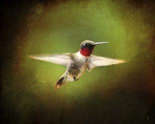Portrait Of A Hummingbird In Flight | Obraz na stenu