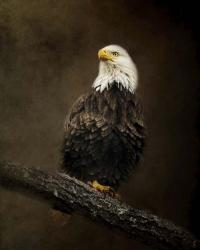 Portrait Of An Eagle | Obraz na stenu