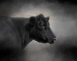 Portrait Of The Black Angus | Obraz na stenu