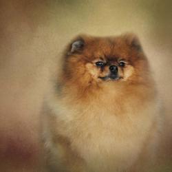 Proud Pomeranian | Obraz na stenu