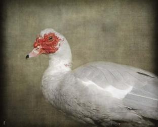 Red Head Muscovy Duck | Obraz na stenu