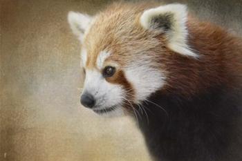 Red Panda Watching | Obraz na stenu
