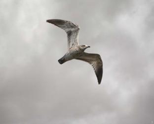 Ring Billed Gull At Reelfoot | Obraz na stenu