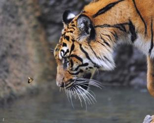 Risk Taker Bengal Tiger And Butterfly | Obraz na stenu