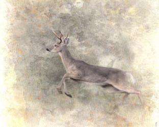 Run Like The Wind White Tailed Buck | Obraz na stenu