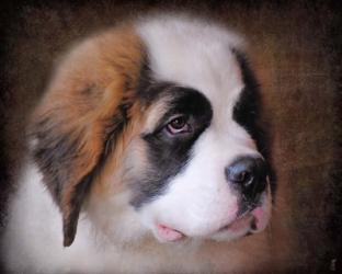 Saint Bernard Puppy Portrait | Obraz na stenu