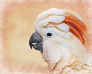 Salmon Crested Cockatoo Portrait 1 | Obraz na stenu