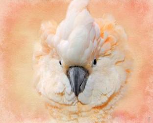 Salmon Crested Cockatoo Portrait 2 | Obraz na stenu